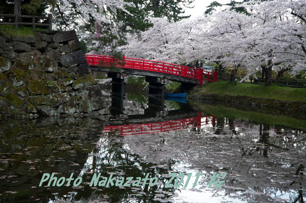 弘前城の桜